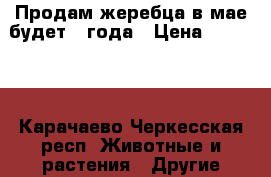 Продам жеребца в мае будет 3 года › Цена ­ 60 000 - Карачаево-Черкесская респ. Животные и растения » Другие животные   . Карачаево-Черкесская респ.